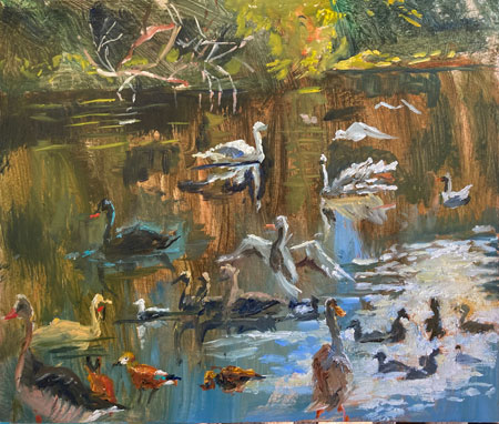 Swans & Ducks St James Pk